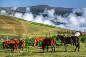 تالش کجاست؟