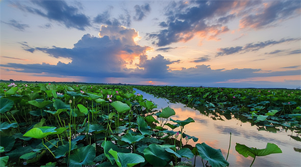 تالاب انزلی: راهنمای کامل بازدید، قایق سواری و گونه های حیات وحش